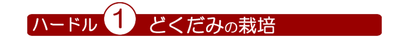 どくだみ酒・十黒梅