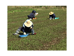 どくだみ畑