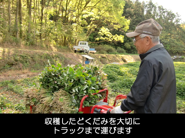 十黒梅ができるまで