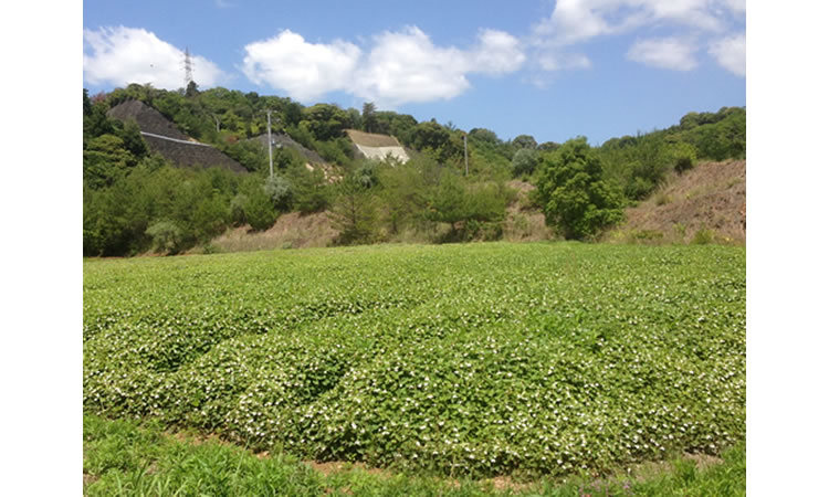 どくだみ青汁酒・十黒梅(じゅっこくばい)の食援隊 / FAQ・よく どくだみ青汁酒・十黒梅(じゅっこくばい)の食援隊 / FAQ・よく